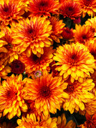 Balance Bronze Bicolor hardy mum with bronze blooms