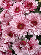 Berry Blast Bicolor hardy mum with pink blooms