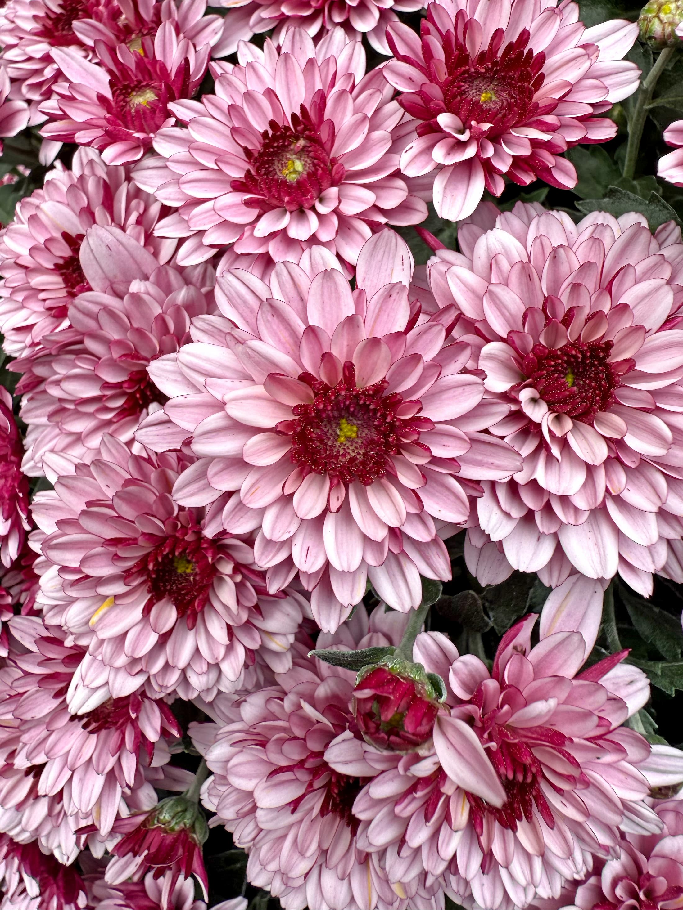 Berry Blast Bicolor hardy mum with pink blooms