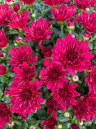 Buzz Merlot Red hardy mum with red blooms