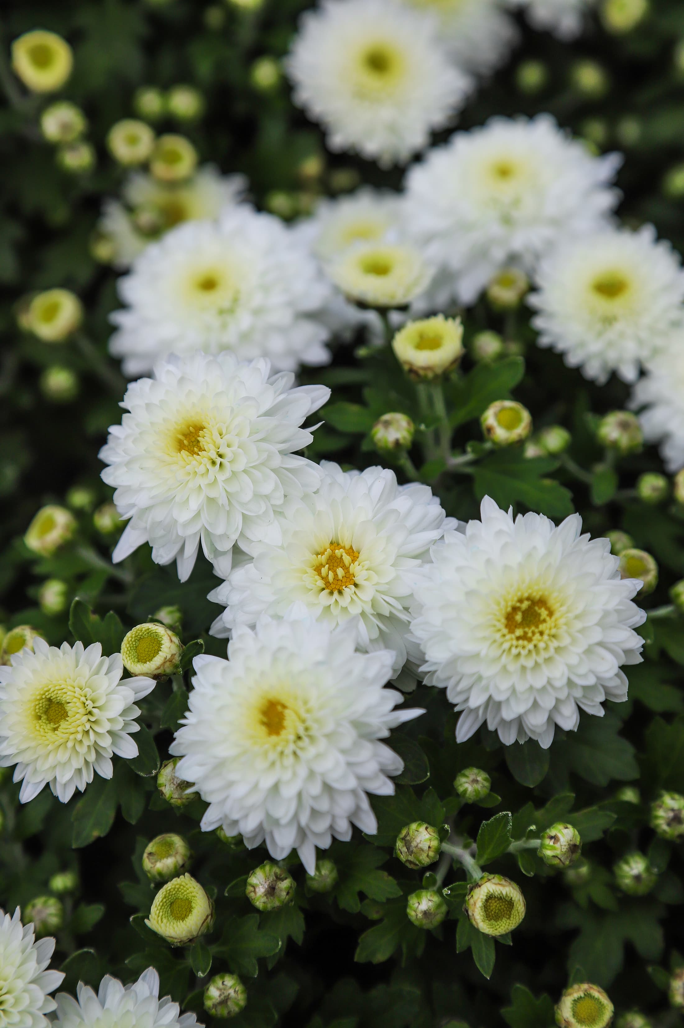 Calm White hardy mum with white blooms