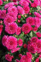 Cherry Purple hardy mum with purple blooms