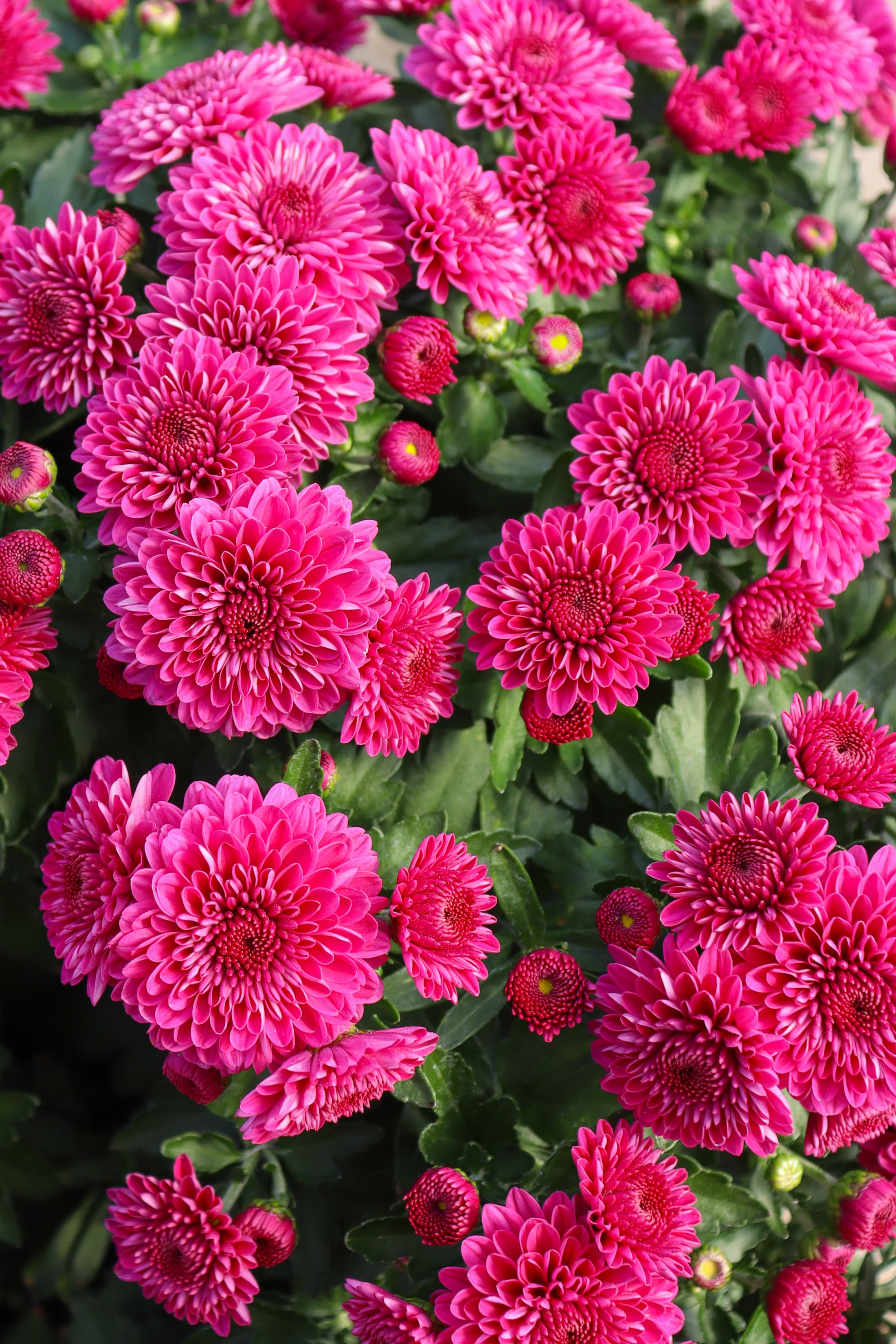 Cherry Purple hardy mum with purple blooms