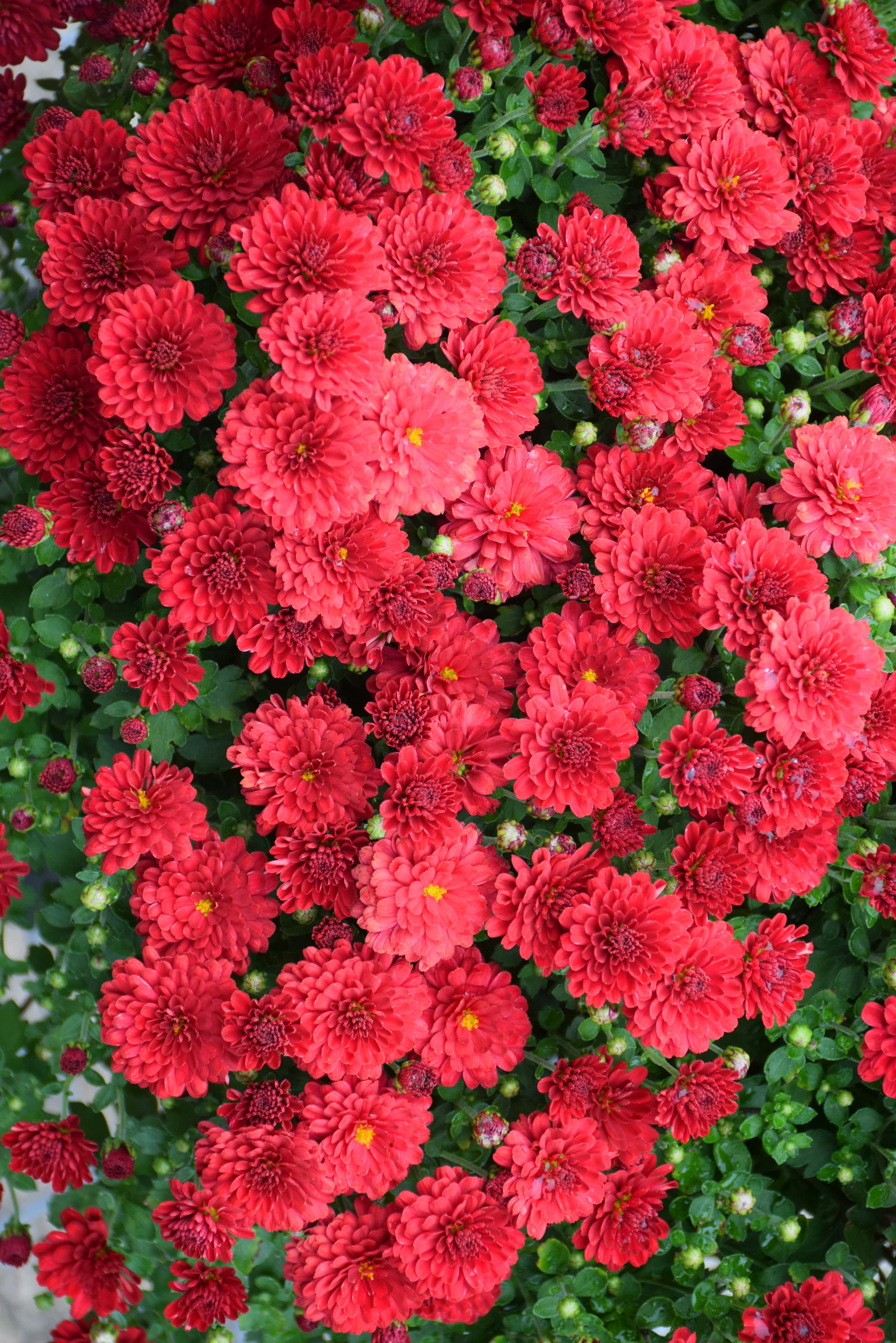 Cherry Red hardy mum with rich red fall blooms