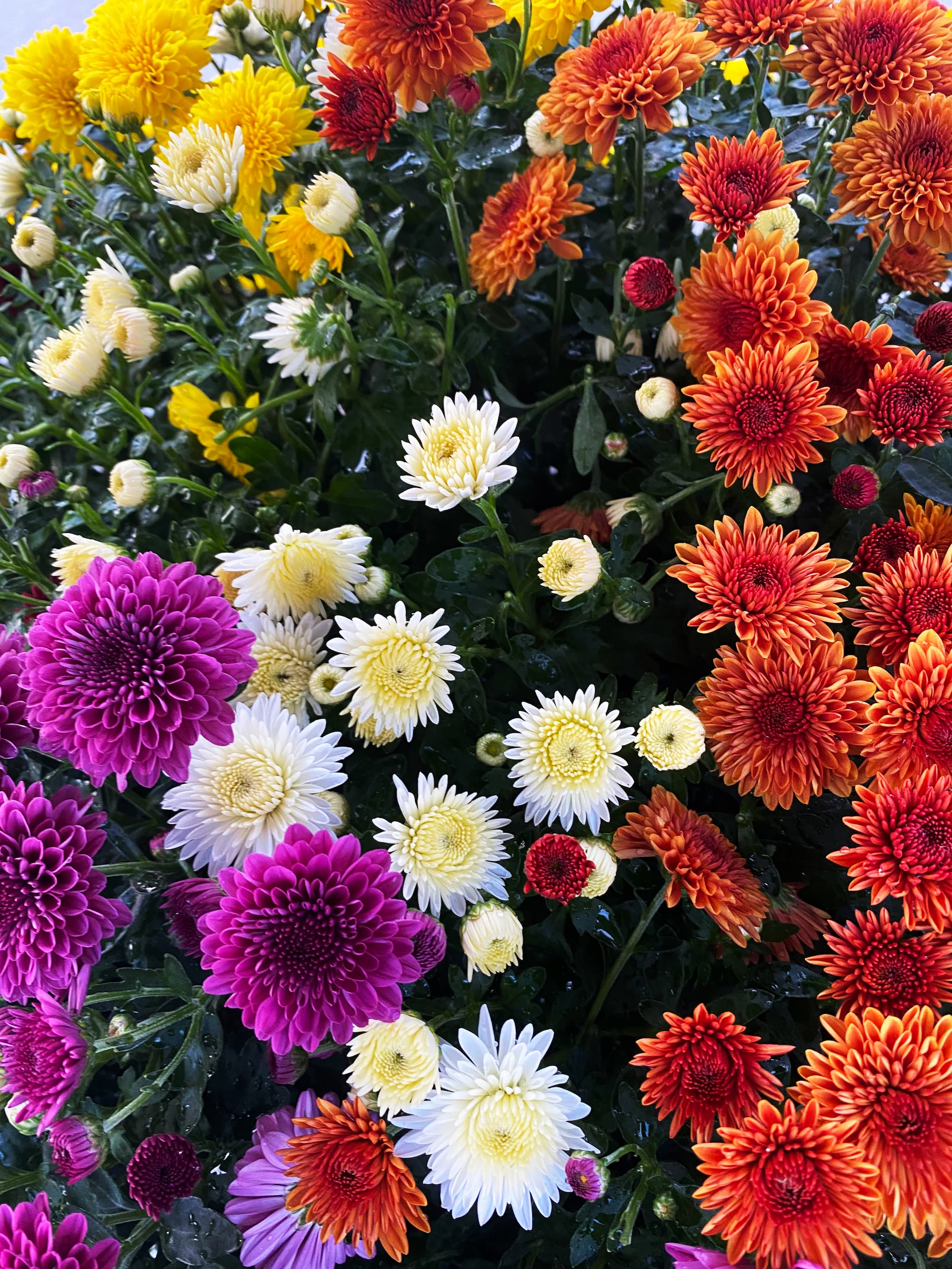 Cheryl Combination No. 1 hardy mum with white, red, purple, yellow, and orange blooms