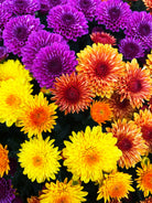 Cheryl hardy mum combination with red, purple, yellow, and orange blooms