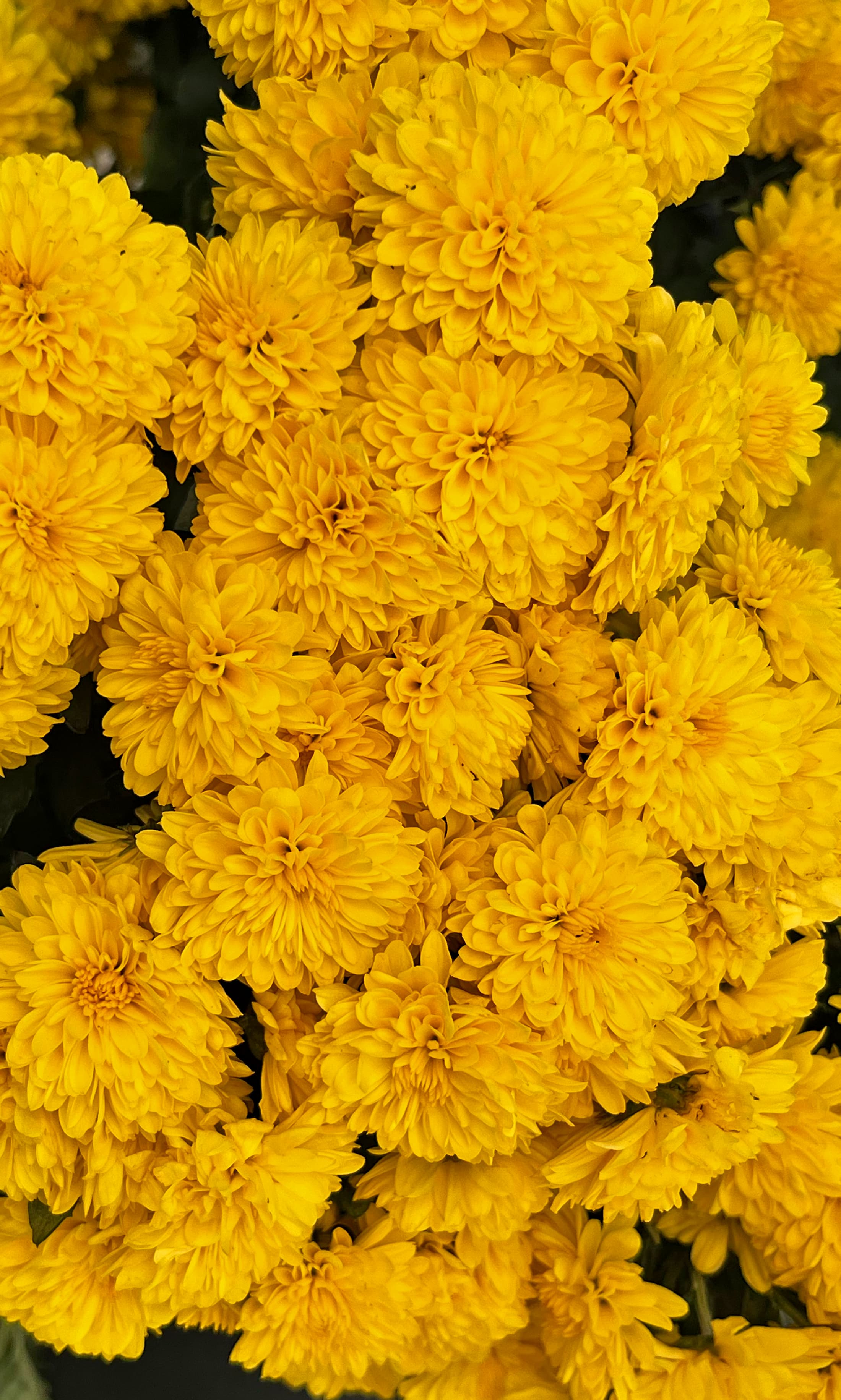 Cheryl Golden Yellow hardy mum with yellow blooms