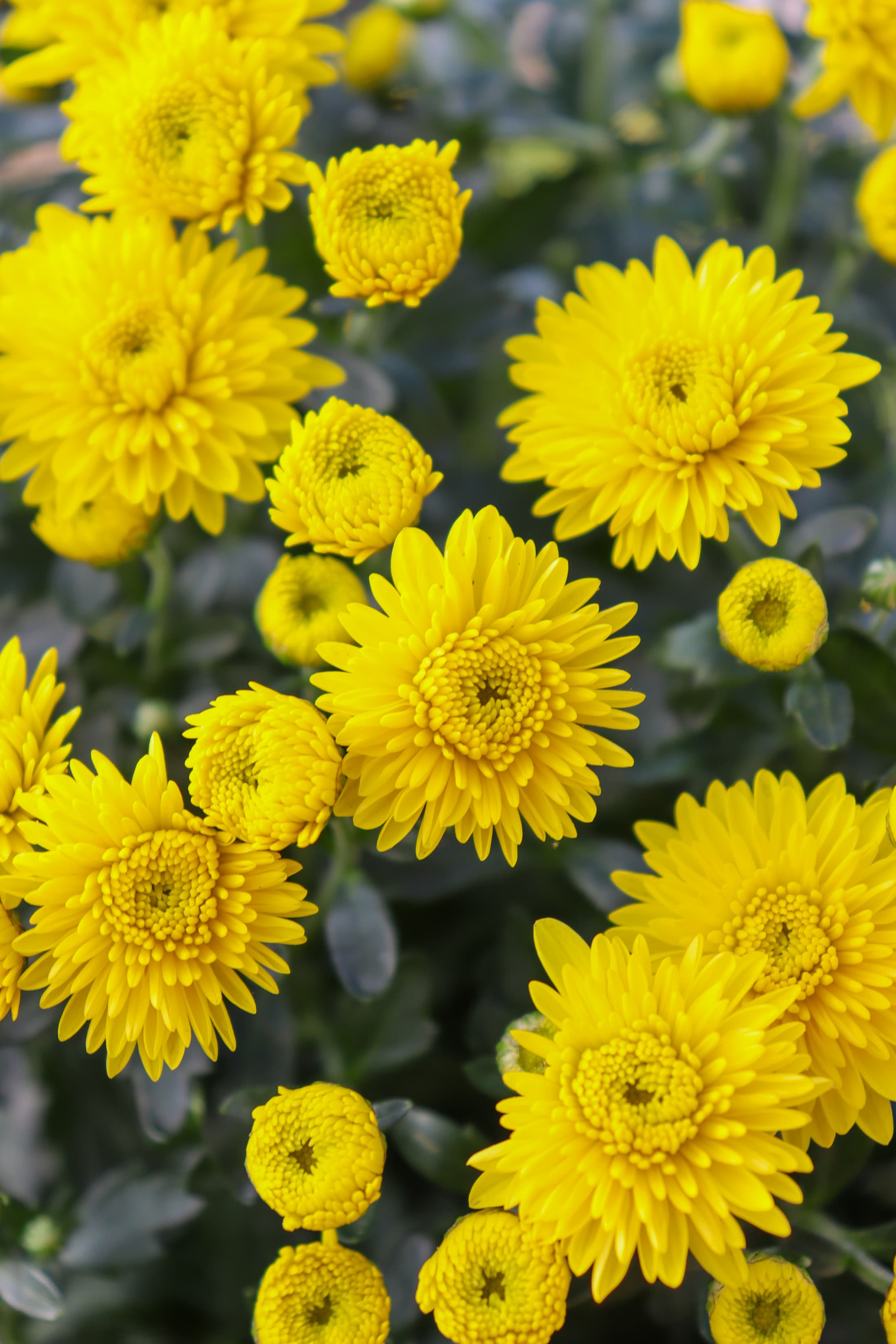 Cheryl Sparkling Yellow hardy mum with yellow blooms