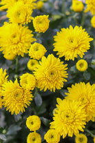 Cheryl Sparkling Yellow hardy mum with yellow blooms