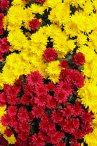 Chiefs Combination No. 1 hardy mum with red and yellow blooms