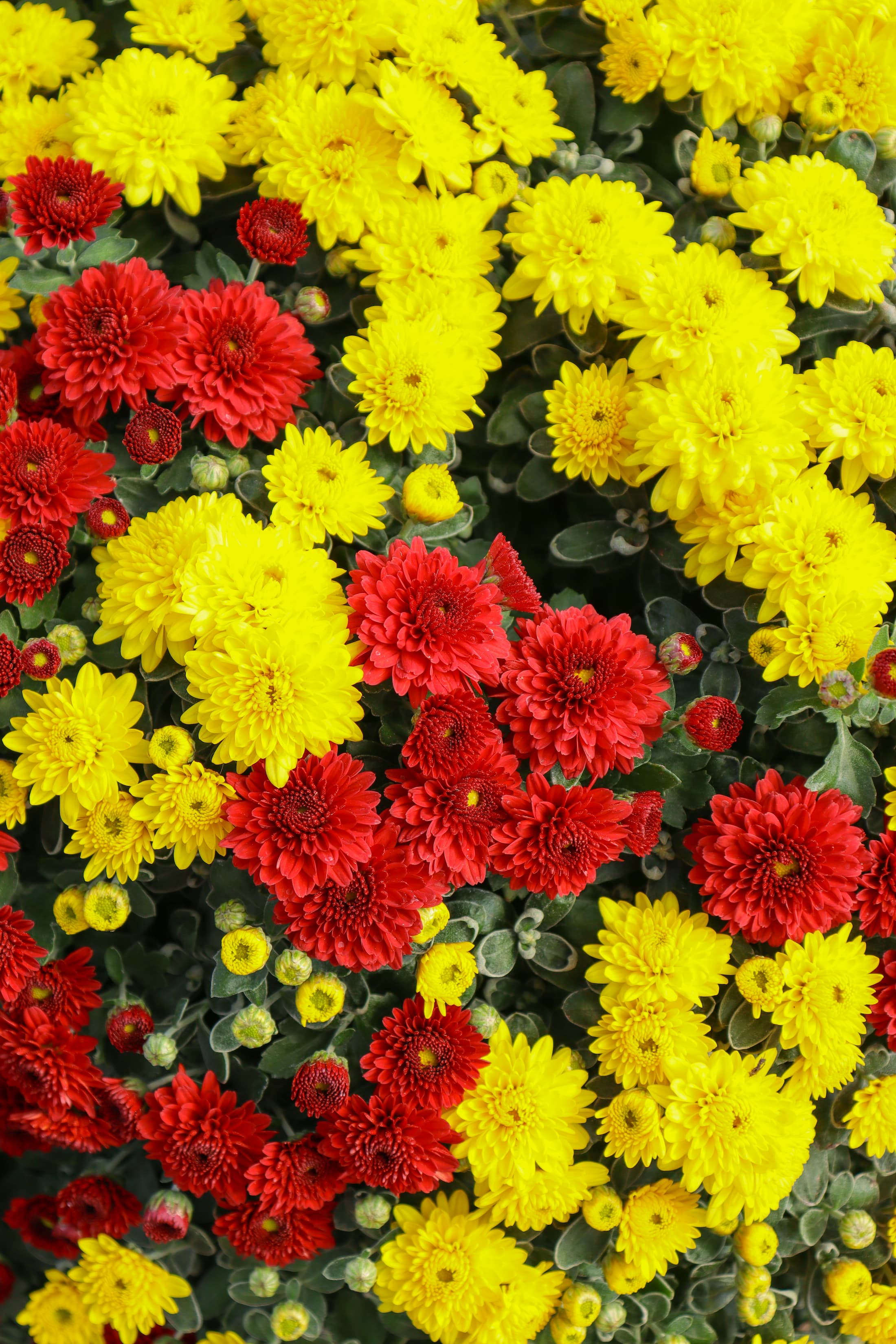 Chiefs Combination No. 2 hardy mum with red and yellow blooms