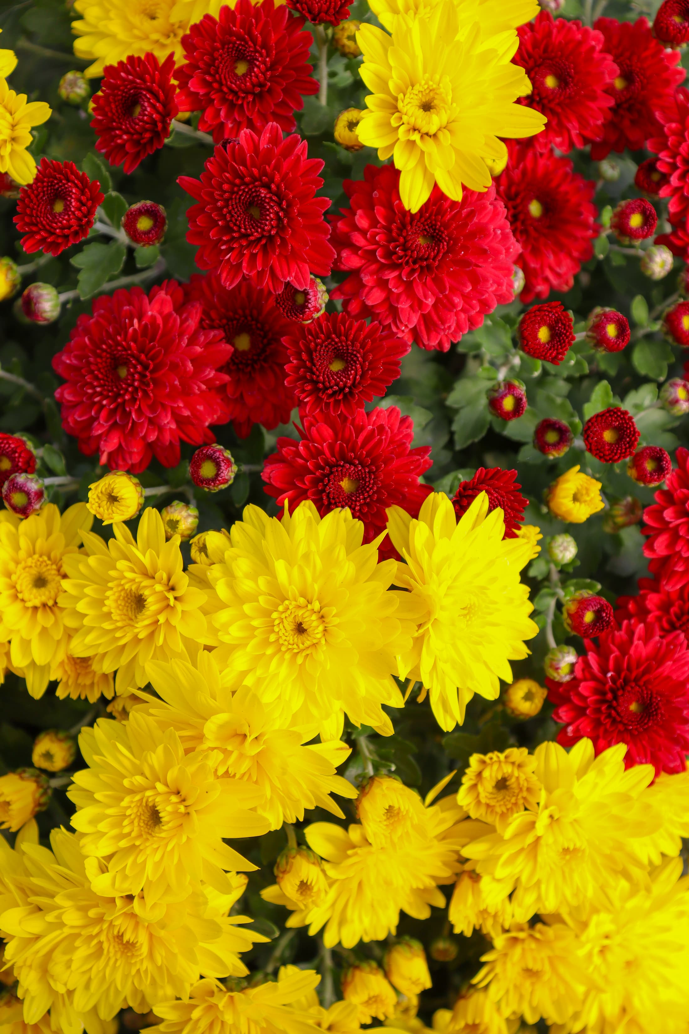 Chiefs hardy mum combination with red and yellow blooms