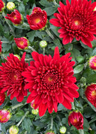 Chili Red hardy mum with red blooms