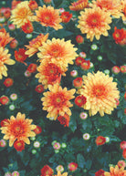 Conaco Orange hardy mum with orange blooms