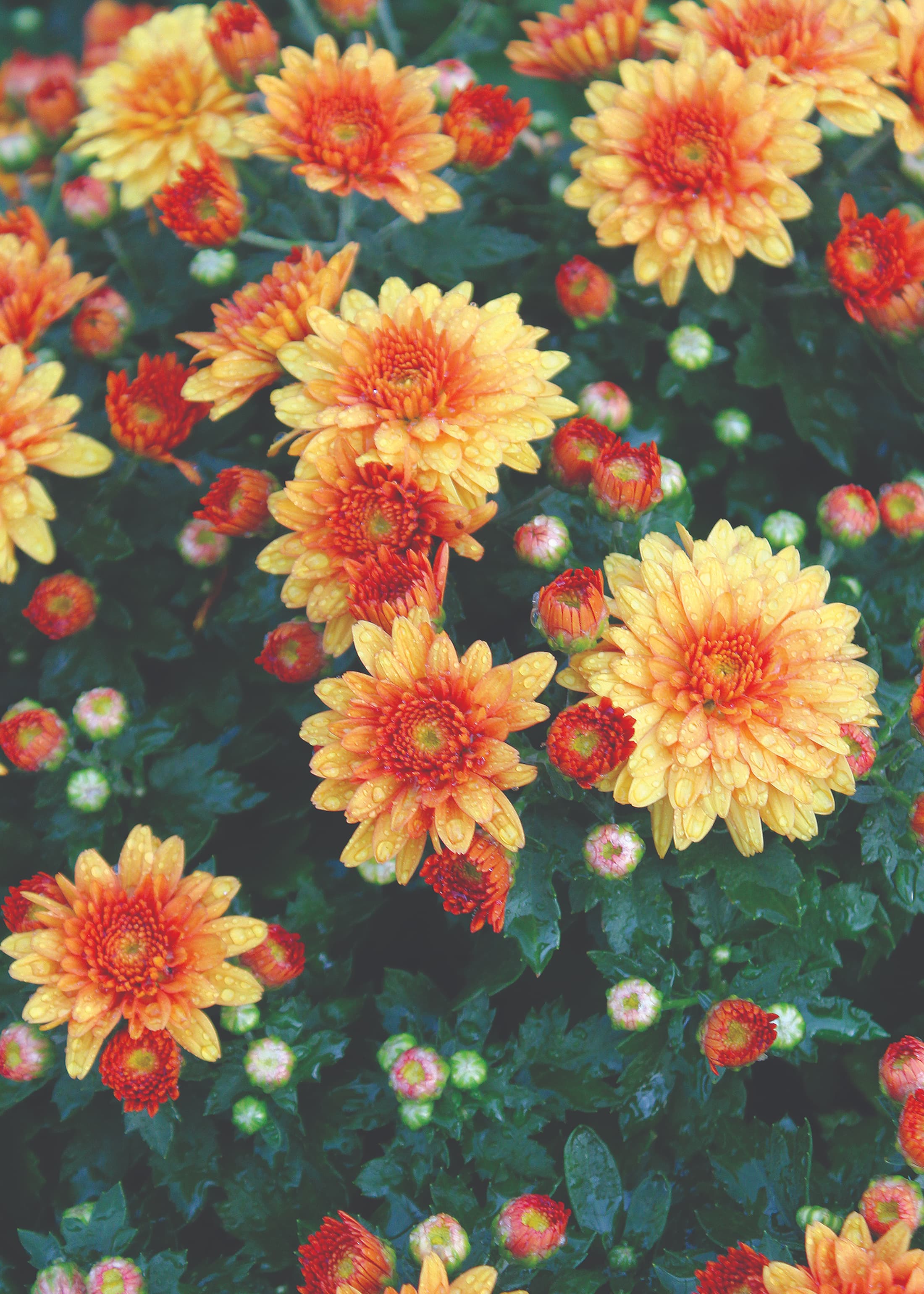 Conaco Orange hardy mum with orange blooms
