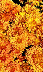 Conaco Orange hardy mum with orange blooms