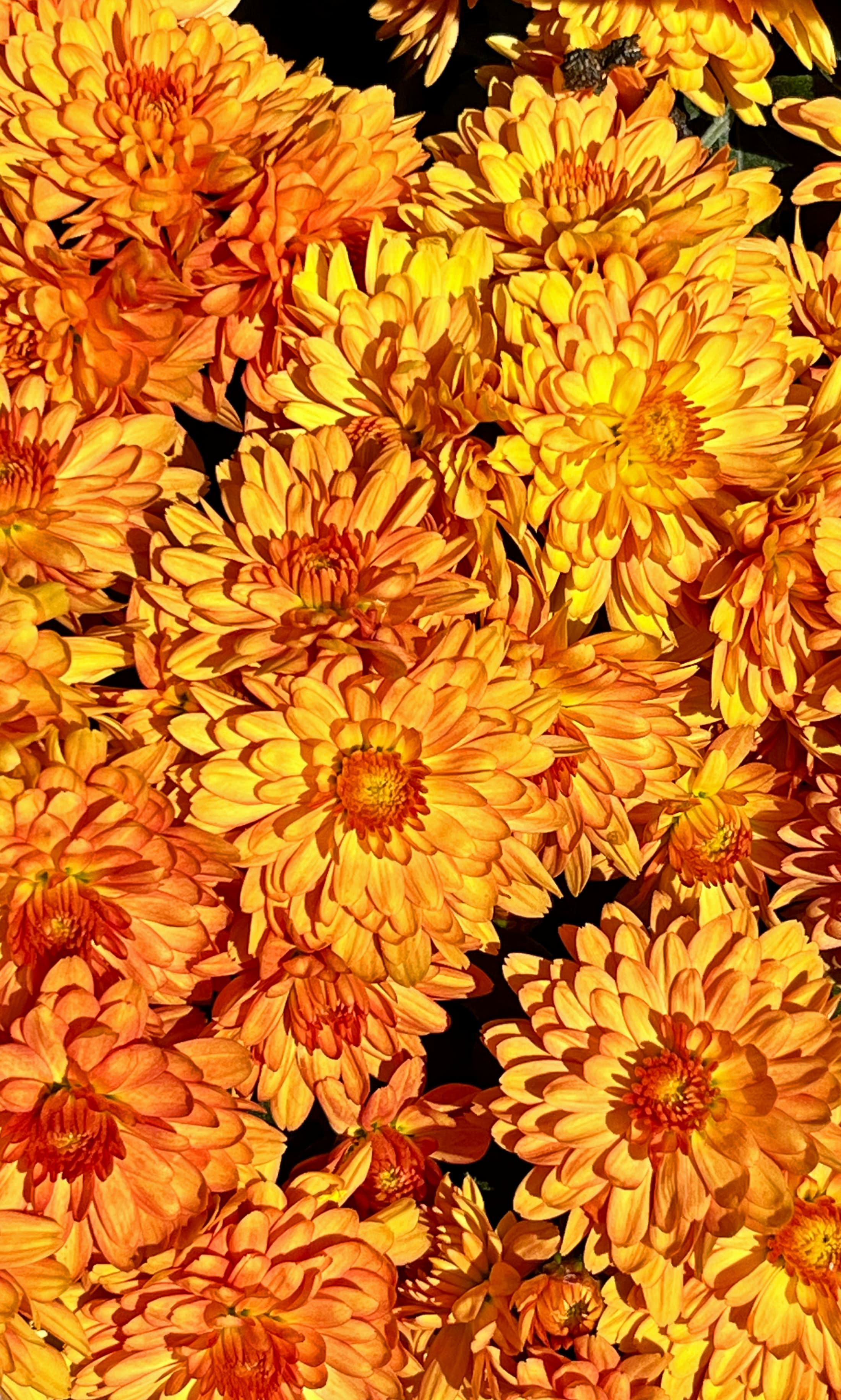 Conaco Orange hardy mum with orange blooms