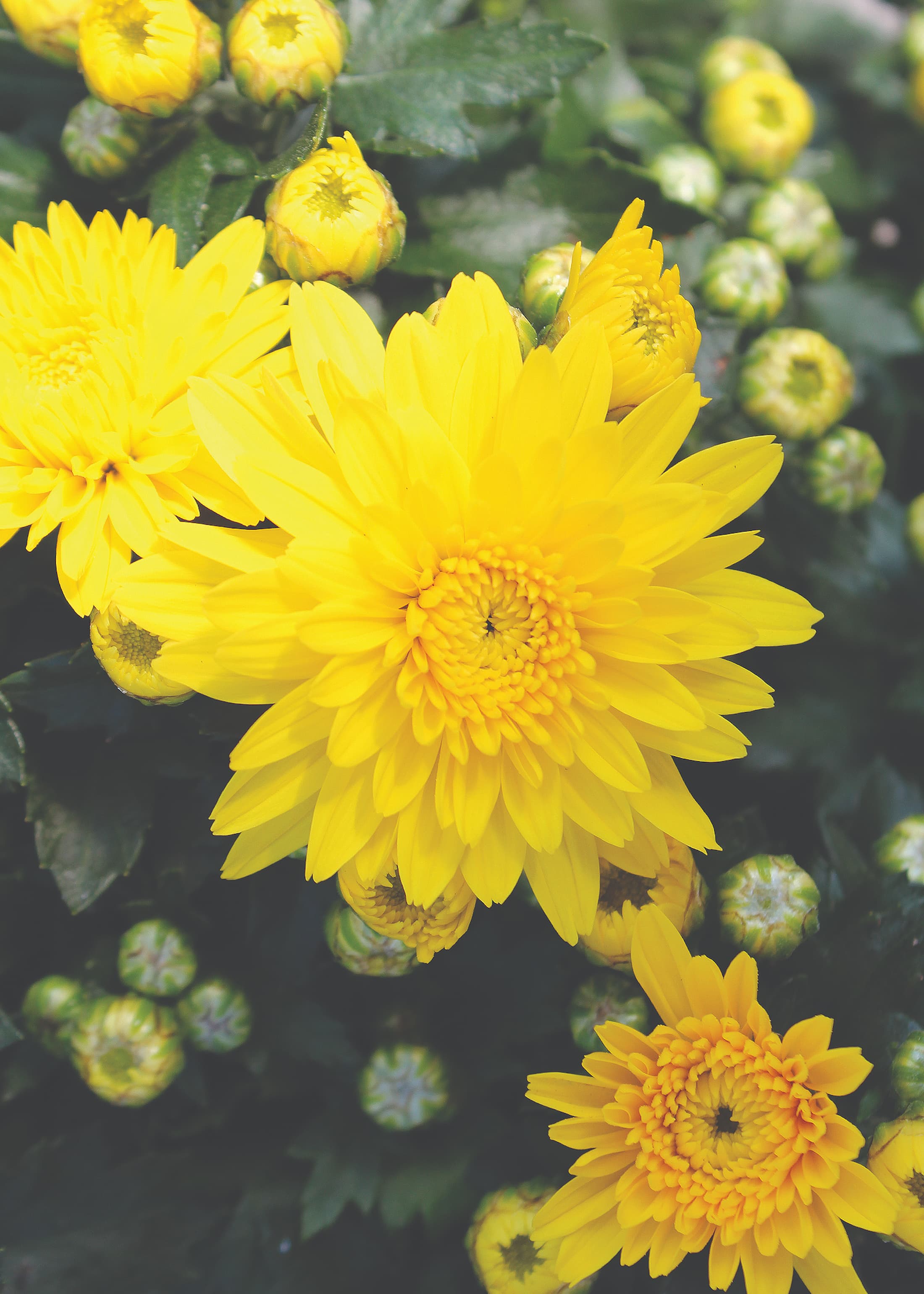 Conaco Yellow hardy mum with yellow blooms