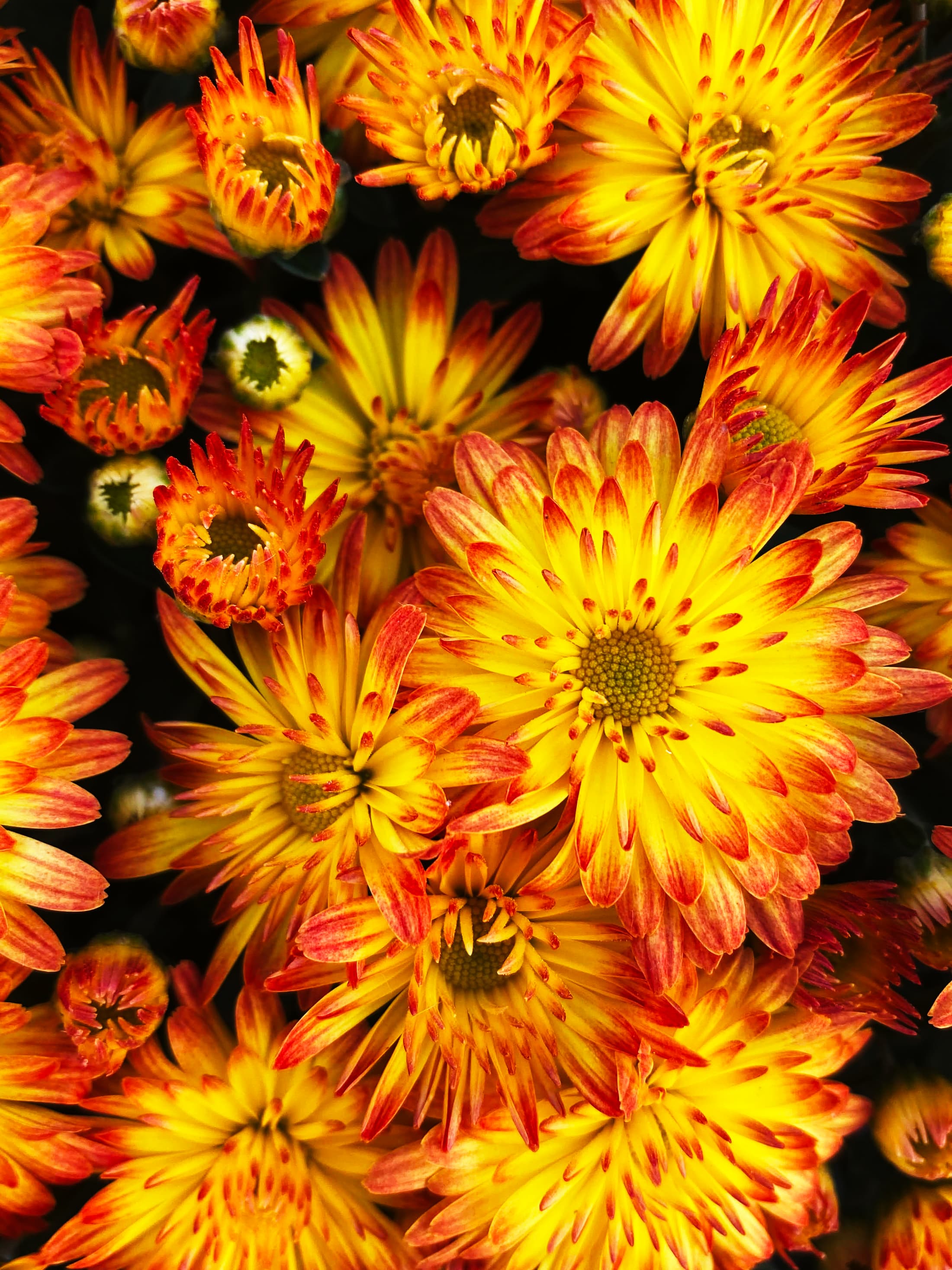 Dazzling Stacy Orange hardy mum with orange blooms