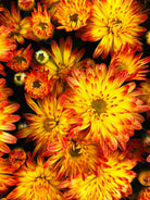 Dazzling Stacy Orange hardy mum with orange blooms