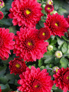 Eternal Red hardy mum with red blooms