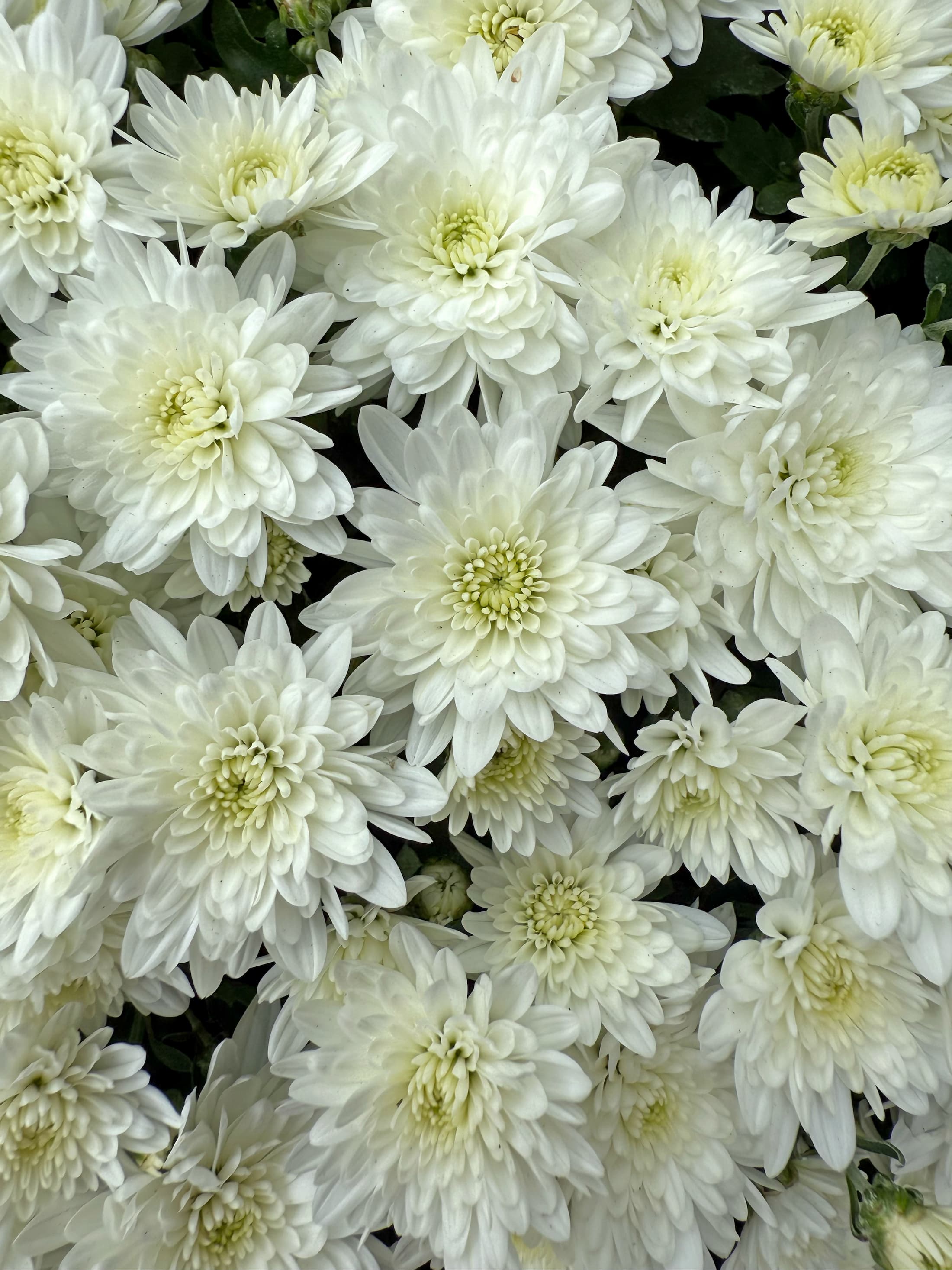 Fair White hardy mum with white blooms