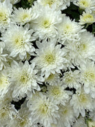 Fair White hardy mum with white blooms