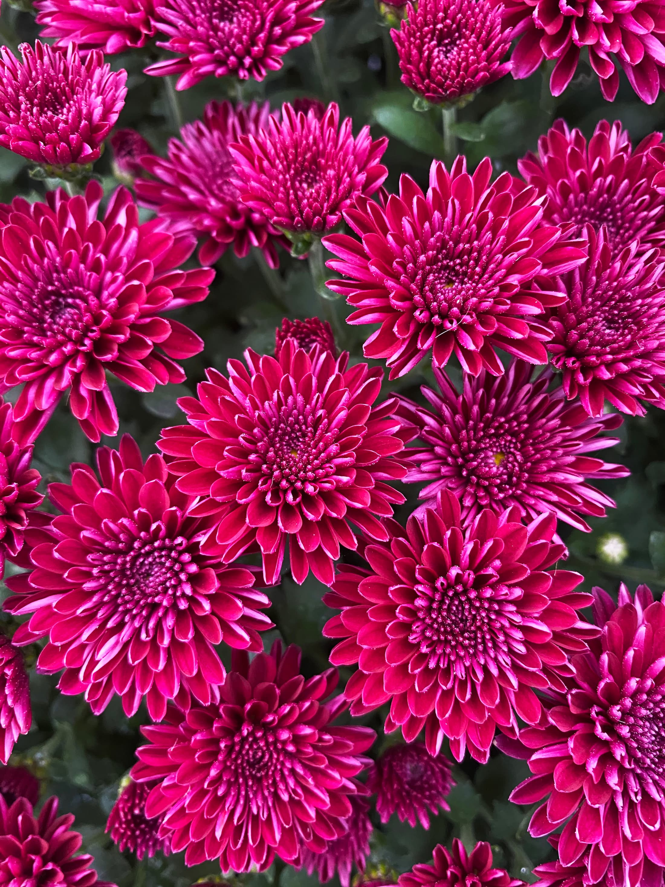Festive Purple hardy mum with purple blooms