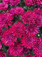 Festive Purple hardy mum with purple blooms