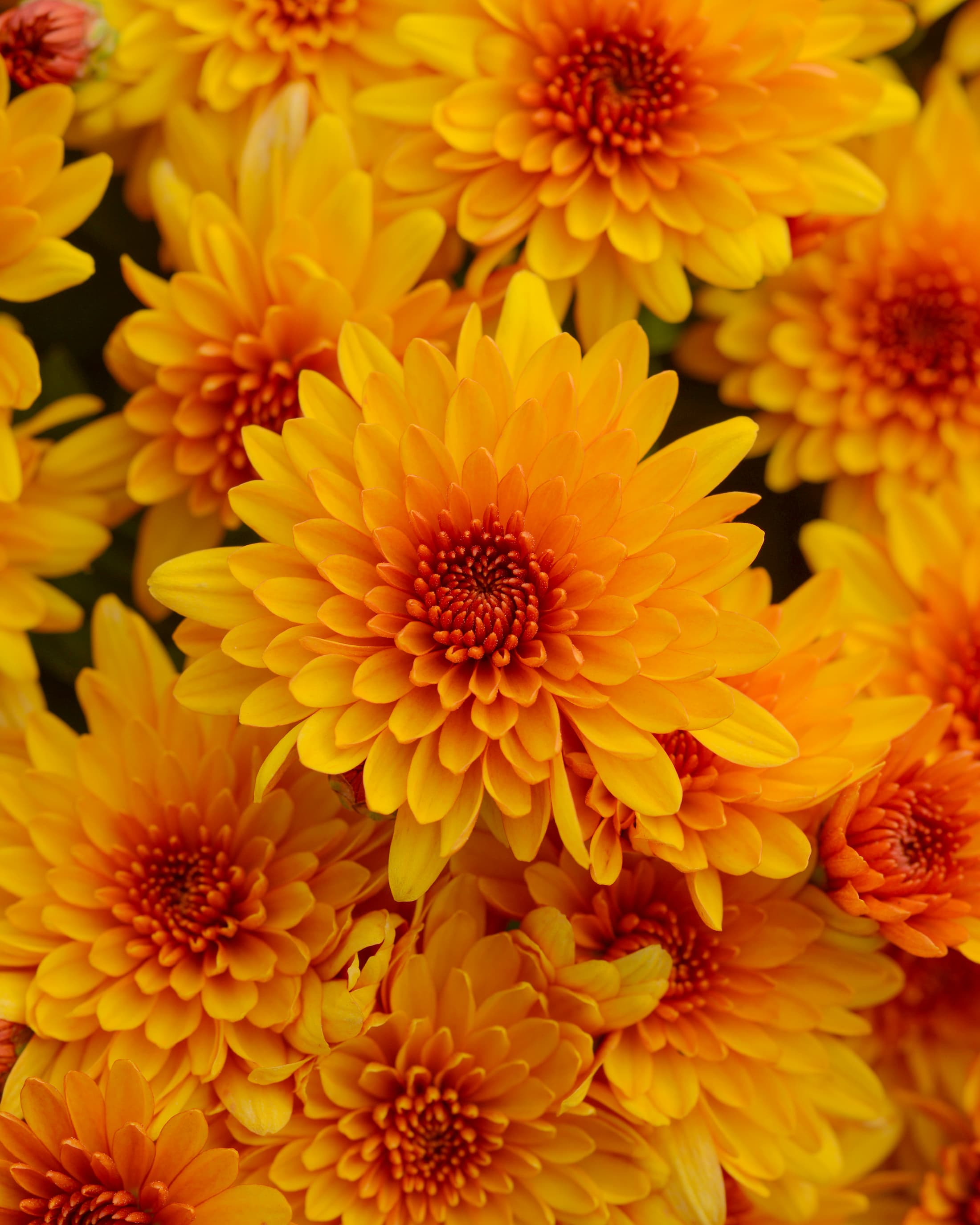 Fireglow Bronze hardy mum with bronze blooms