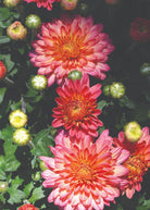 Flamingo Pineapple Pink hardy mum with pink blooms
