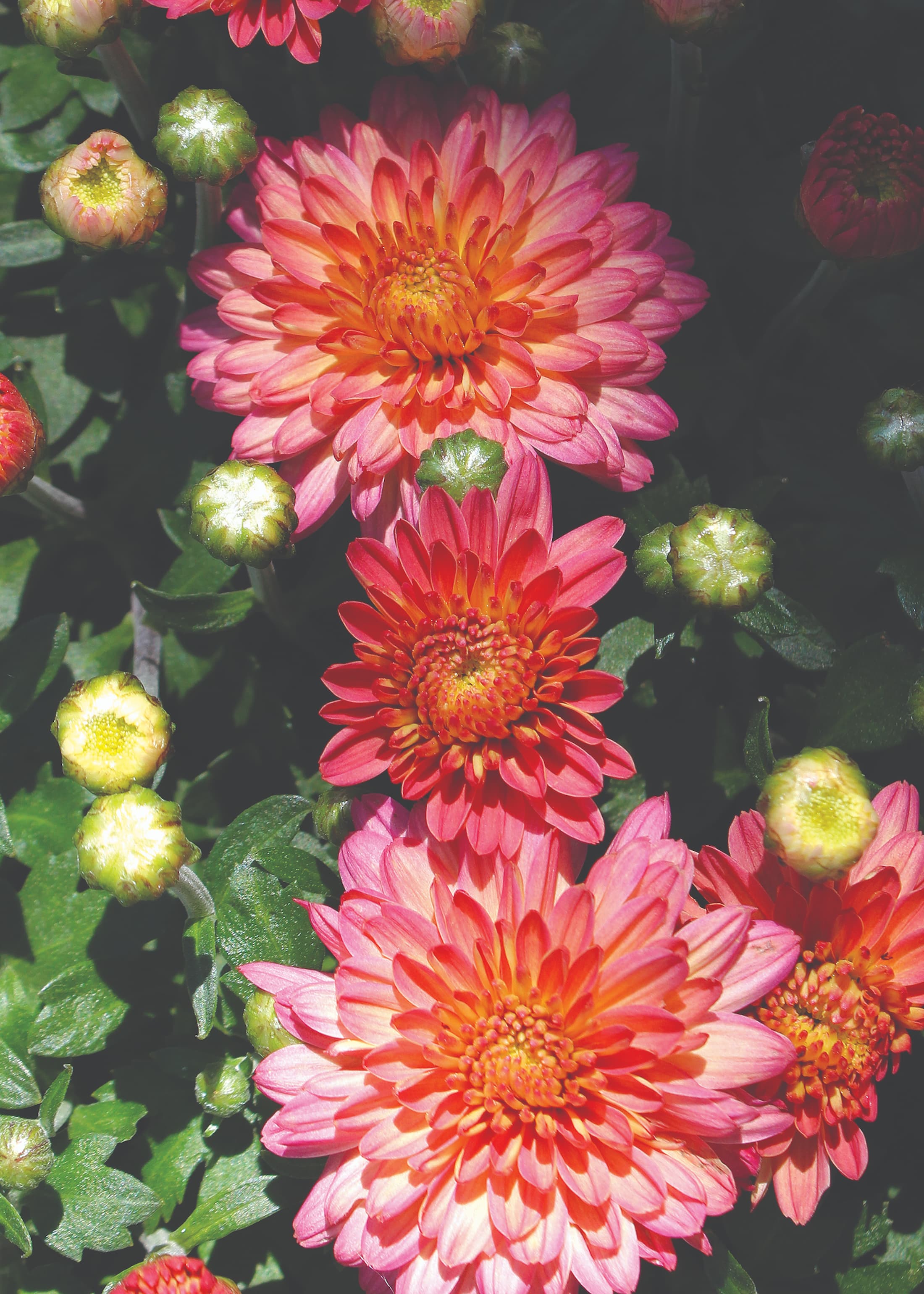 Flamingo Pineapple Pink hardy mum with pink blooms