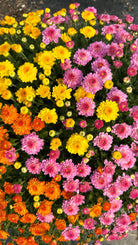 Gigi hardy mum combination with pink, yellow, and orange blooms