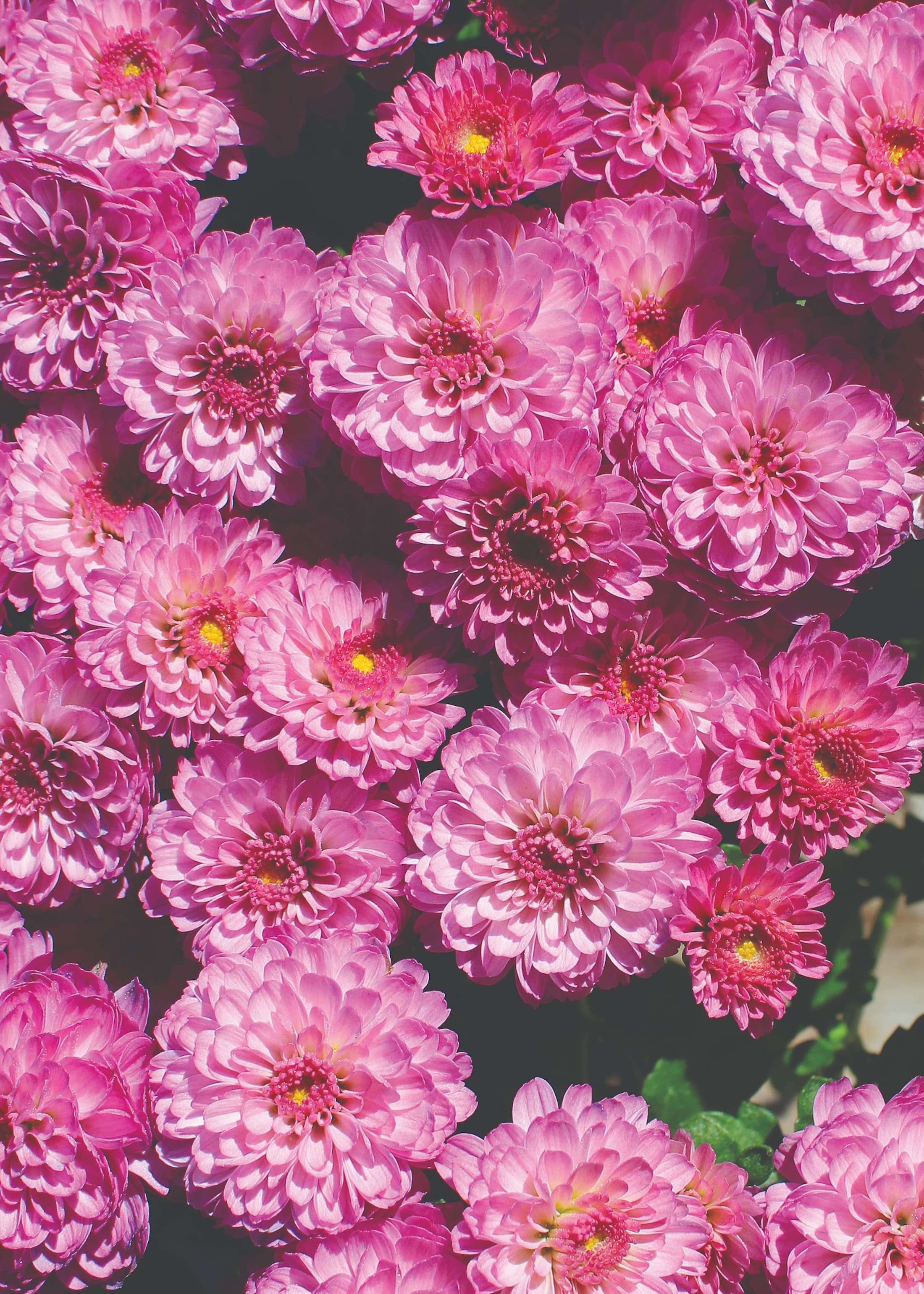 Gigi Dark Pink hardy mum with pink blooms