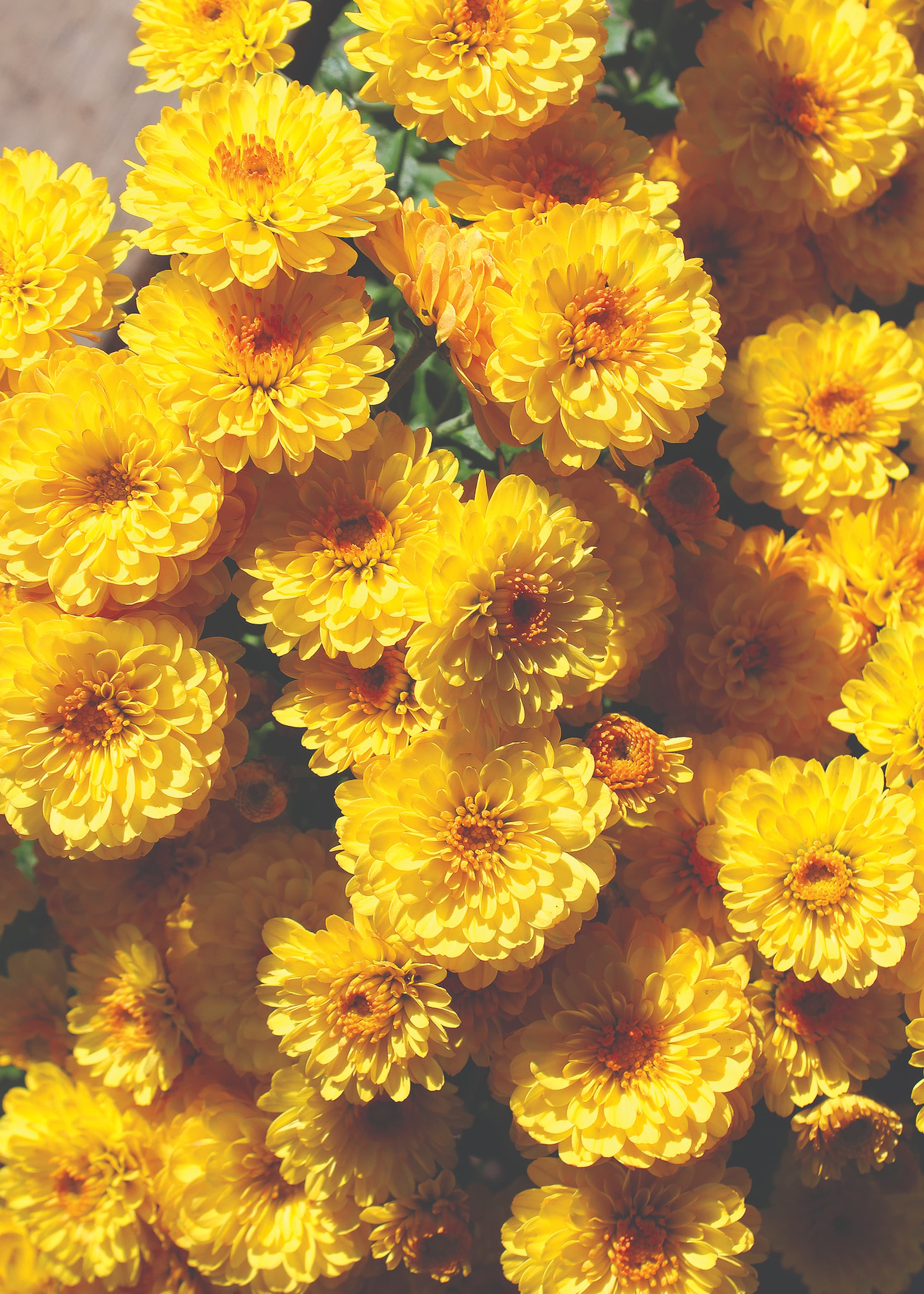 Gigi Gold Yellow hardy mum with yellow blooms