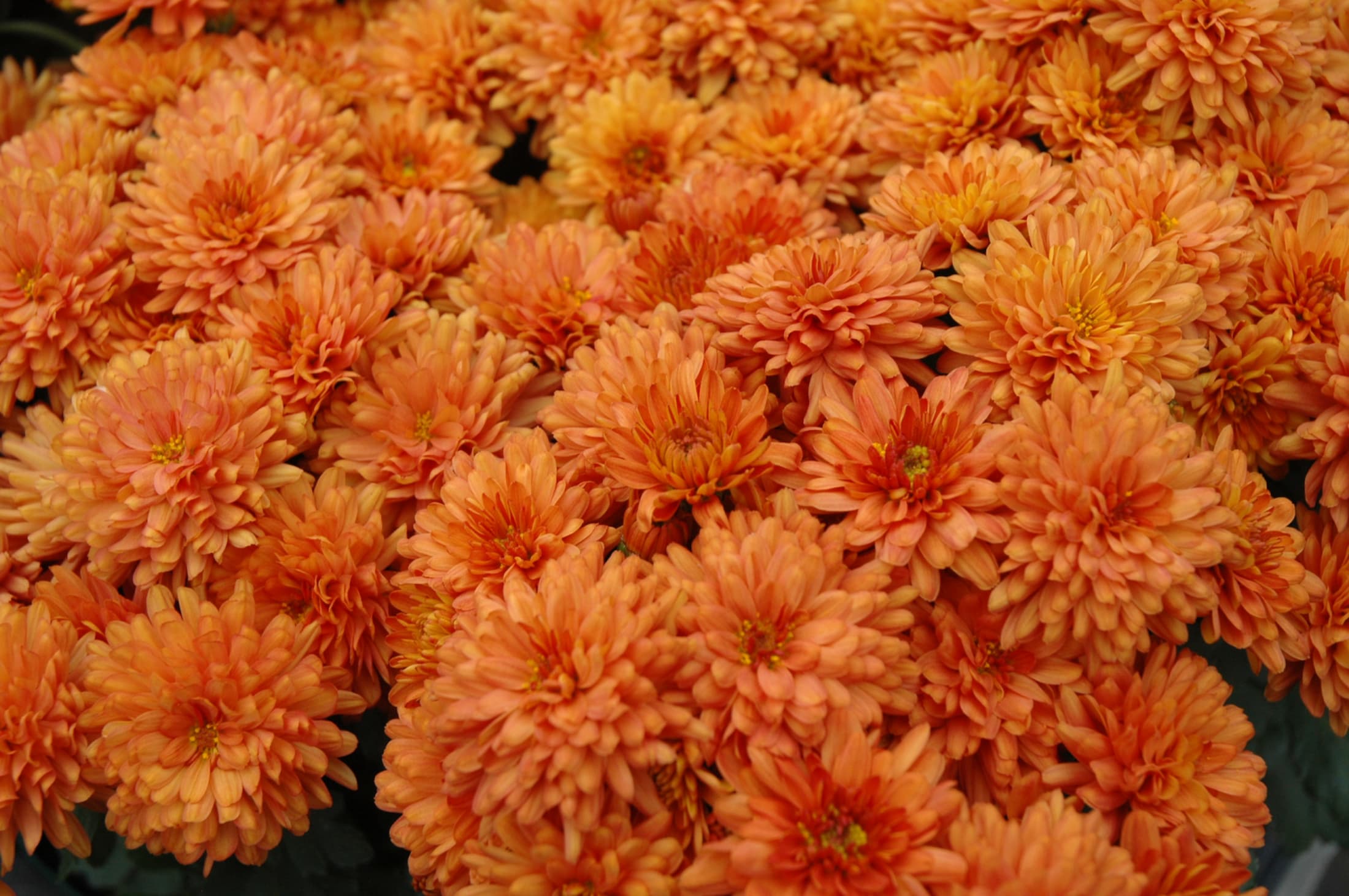 Gigi Orange hardy mum with orange blooms