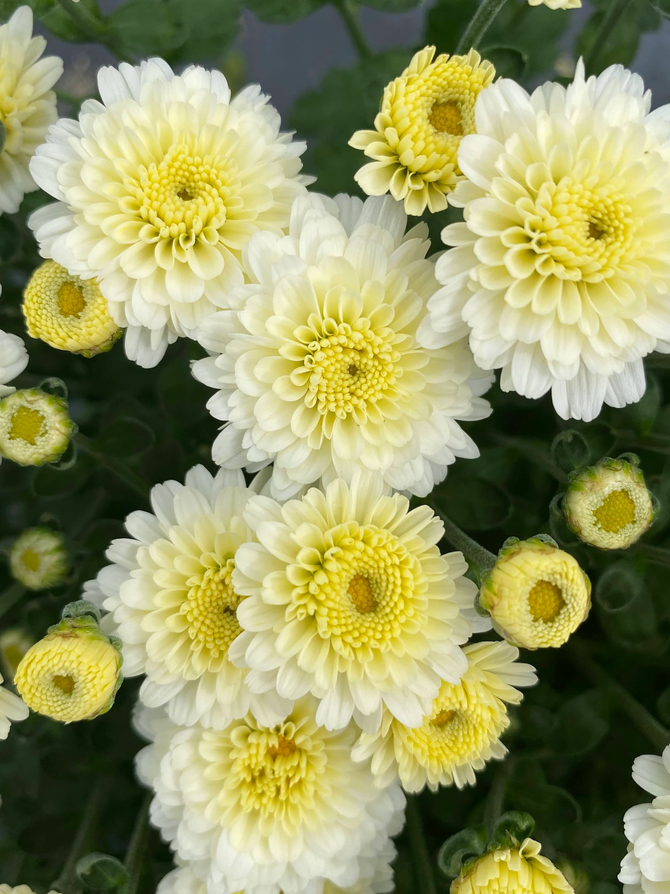 Gigi Snow White hardy mum with white blooms