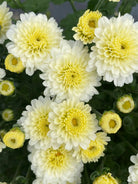 Gigi Snow White hardy mum with white blooms