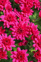 Grapeberry Purple hardy mum with purple blooms