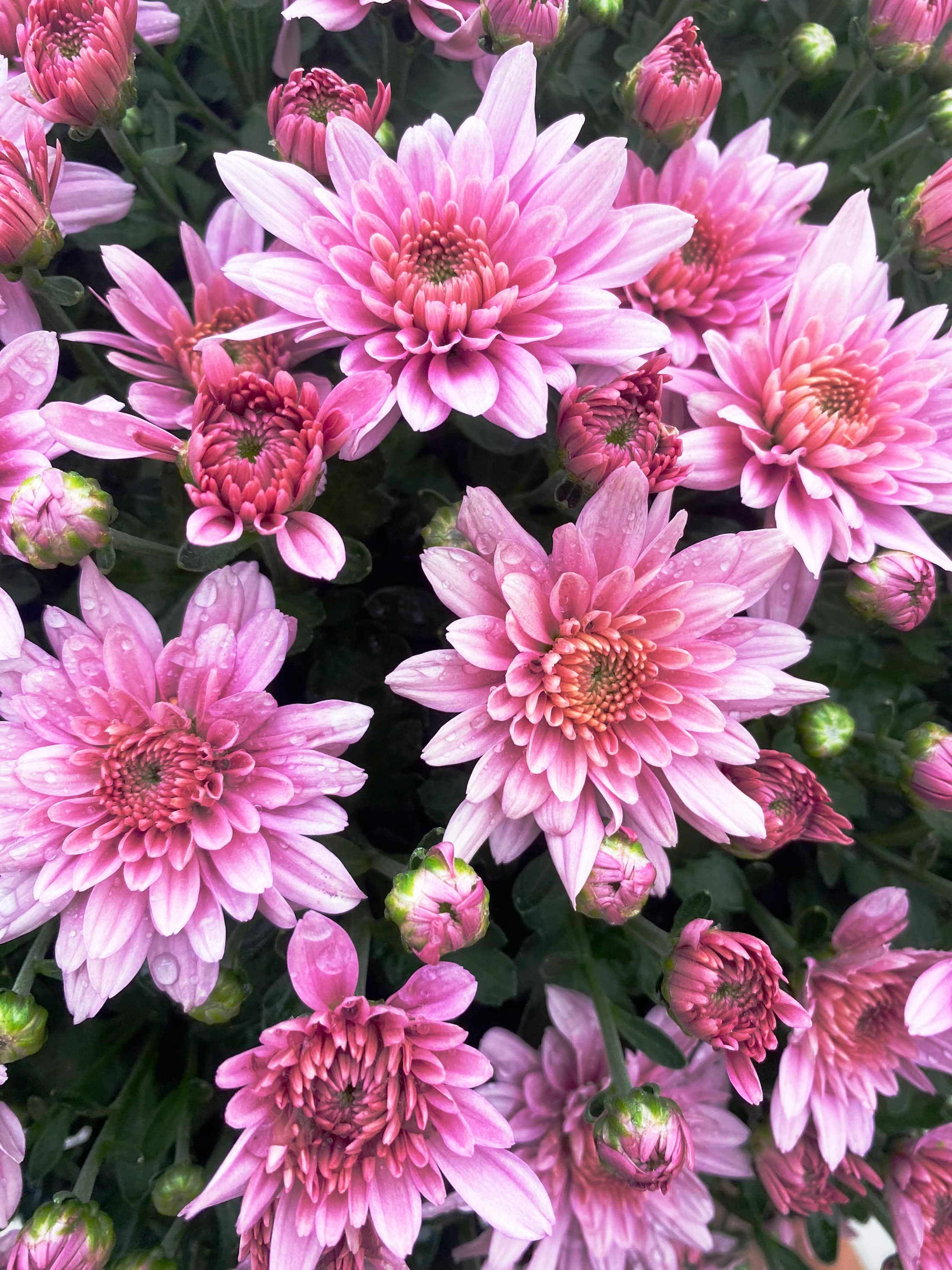Homerun Pink hardy mum with pink blooms
