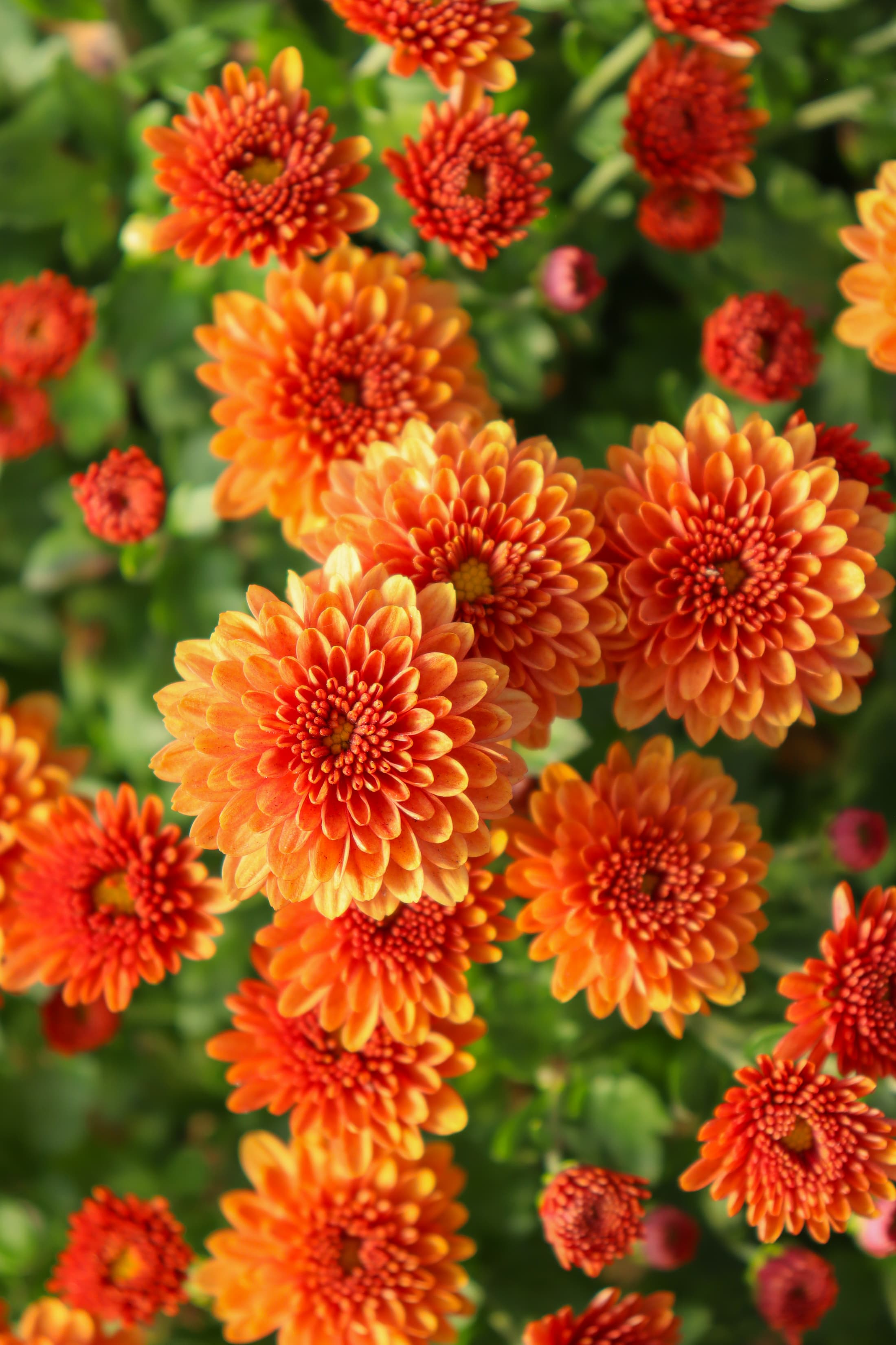 Jasoda Orange hardy mum with orange blooms