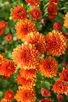Jasoda Orange hardy mum with orange blooms