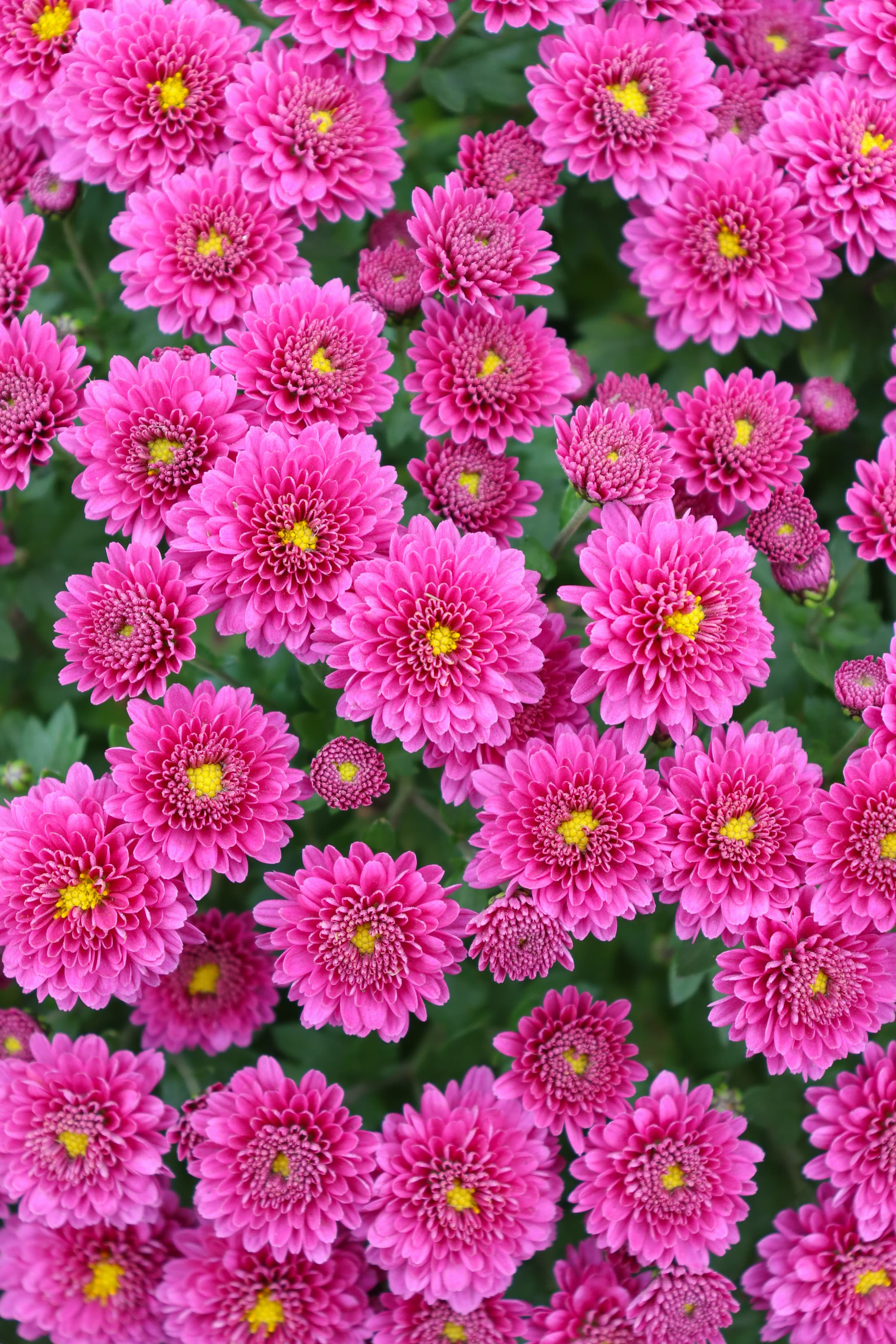 Jasoda Purple hardy mum with purple blooms