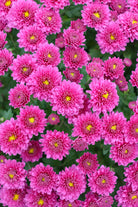Jasoda Purple hardy mum with purple blooms