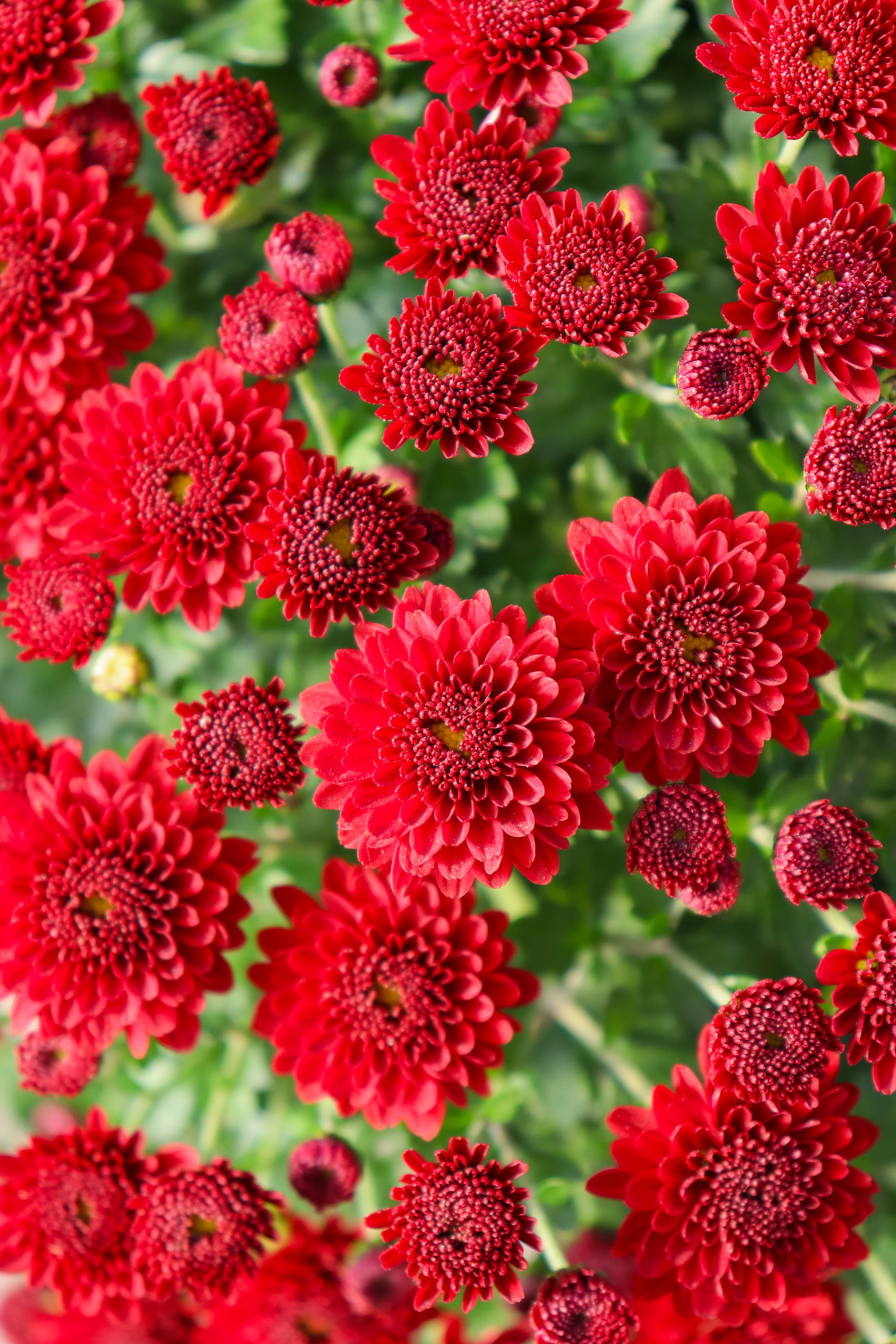 Jasoda Red hardy mum with red blooms
