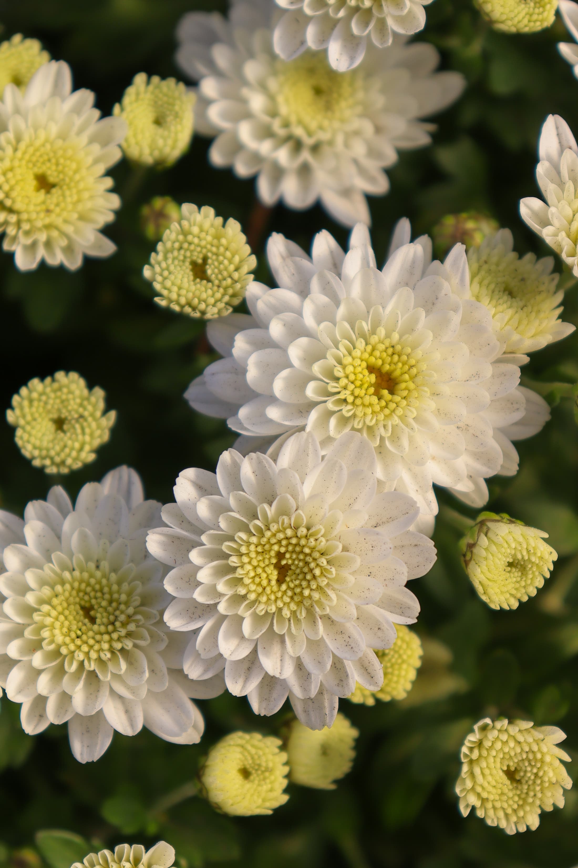 Jasoda White hardy mum with white blooms