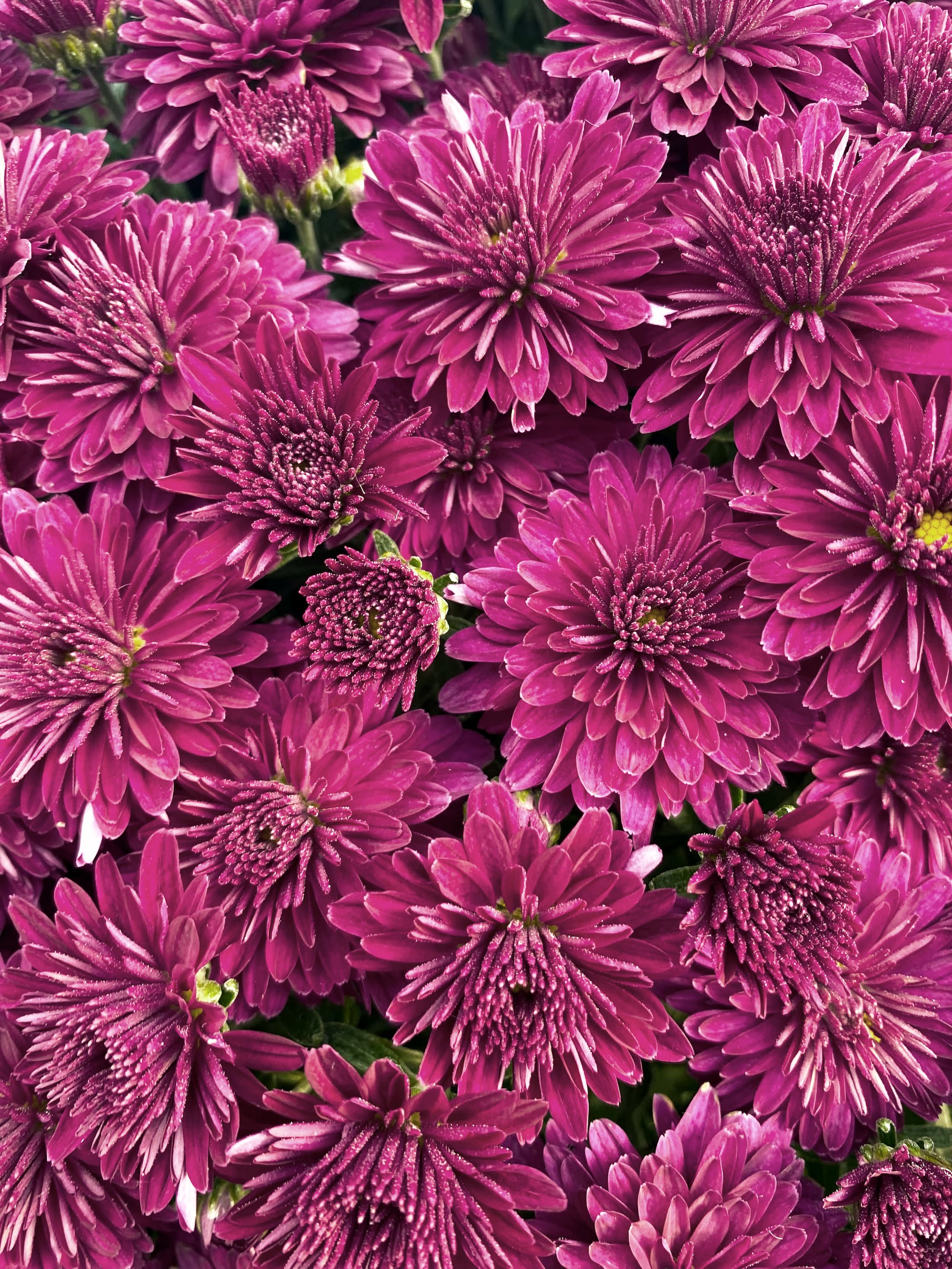 Koko Purple hardy mum with purple blooms