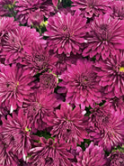Koko Purple hardy mum with purple blooms