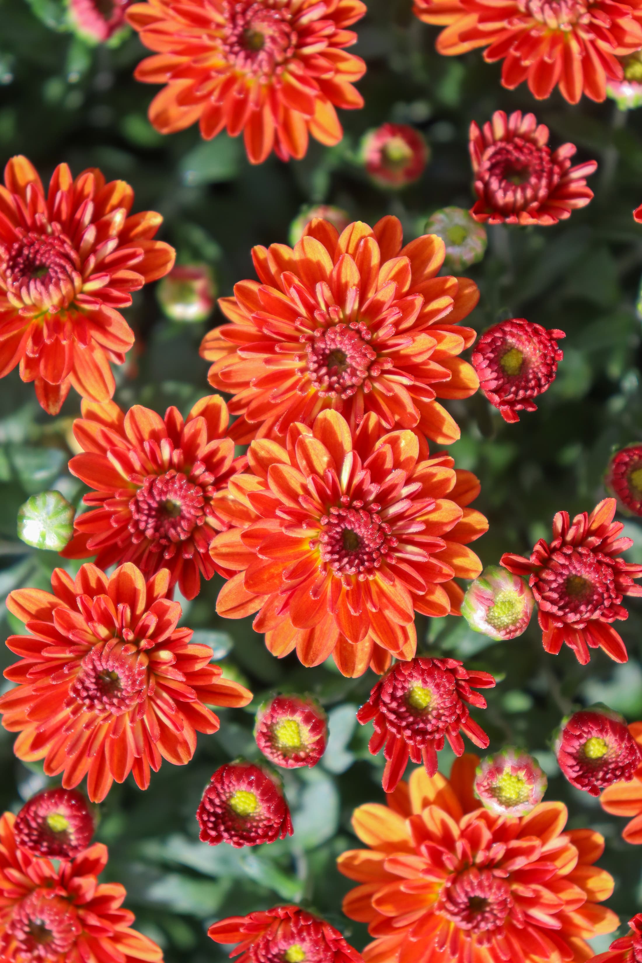 Miora Orange hardy mum with orange blooms