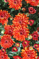 Miora Orange hardy mum with orange blooms